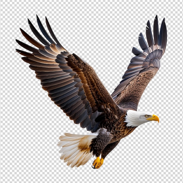 PSD american eagle bird isolated on white