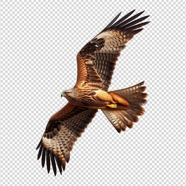 PSD american eagle