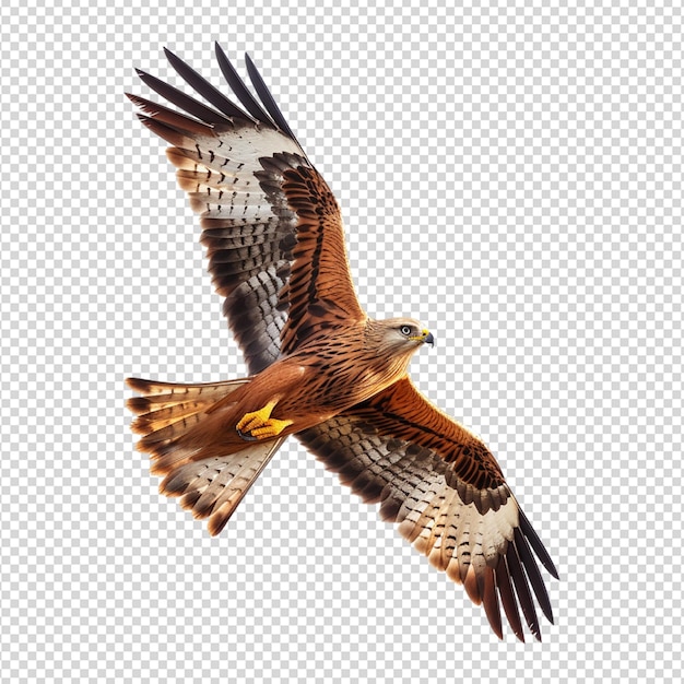 PSD american eagle