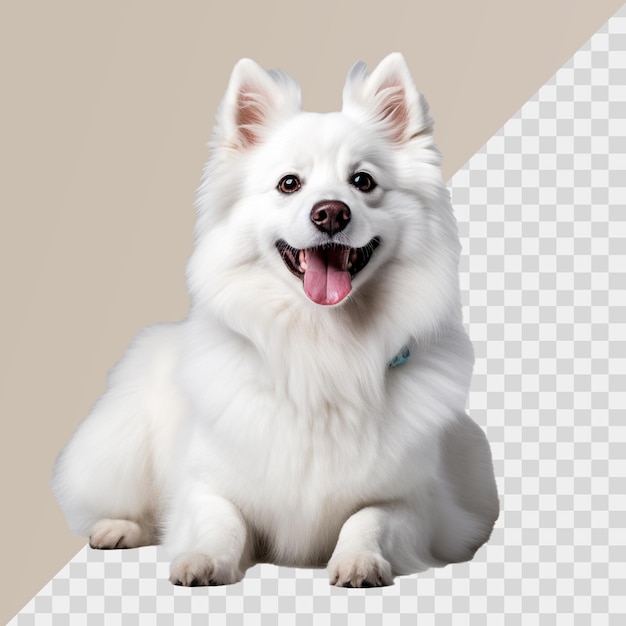 PSD american eskimo dog isolated on transparent background