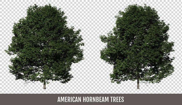 American hornbeam trees on a transparent background