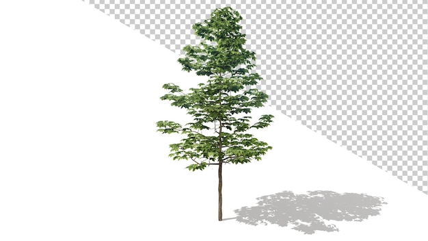 PSD american sycamore tree z izolowanym drzewem renderowania 3d