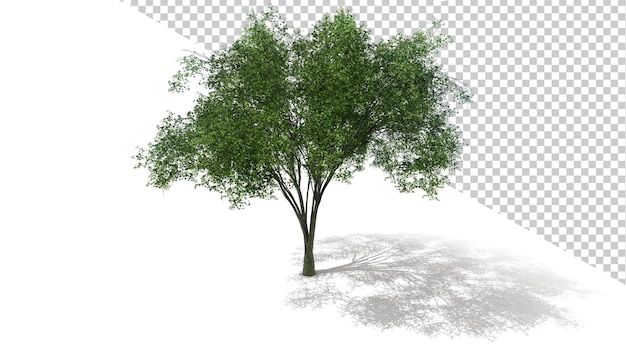 Amerykański Wiąz Z Izolowanym Drzewem Renderowania 3d