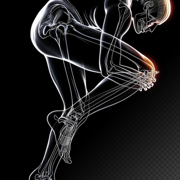 Anatomia bólu kolana