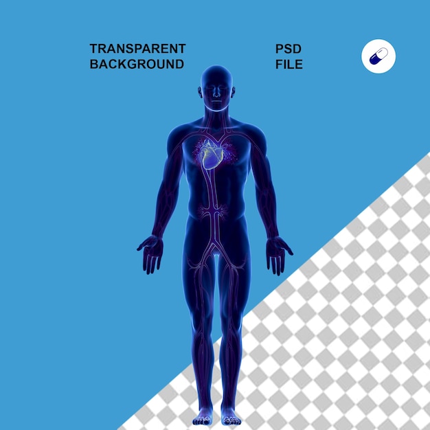 Anatomia ciała i promieniowanie rentgenowskie na przezroczystym izolowanym tle