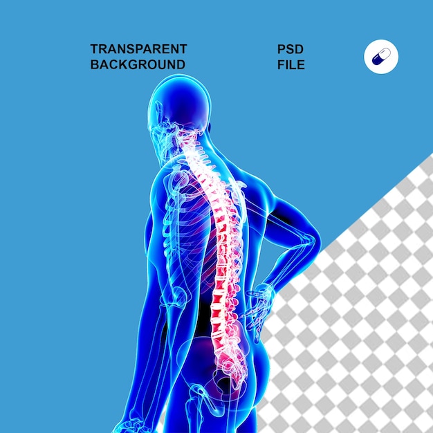 Anatomia ciała i promieniowanie rentgenowskie na przezroczystym izolowanym tle