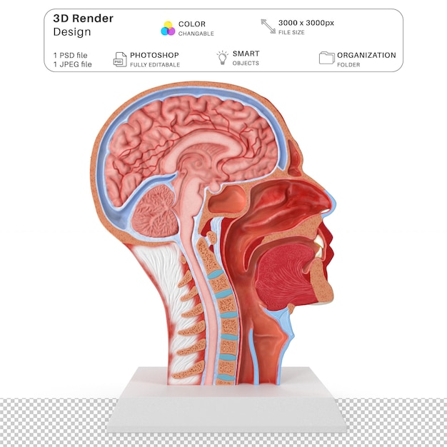 PSD anatomia ludzkiej głowy 3d modelowanie plik psd realistyczna ludzka anatomia