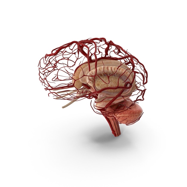 Anatomia mózgu z siecią tętnic
