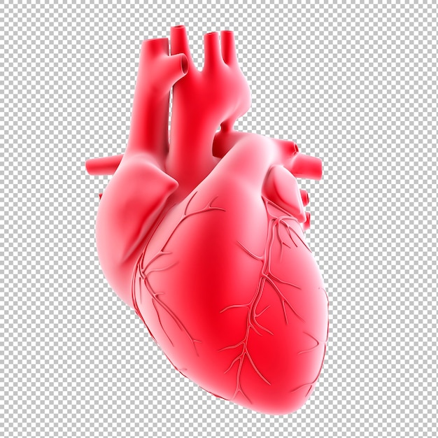 PSD Анатомическая иллюстрация человеческого сердца