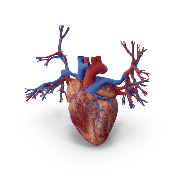 Anatomie van het menselijk hart