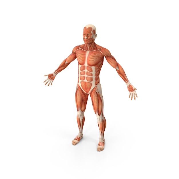 Anatomische illustratie van het menselijke spierstelsel