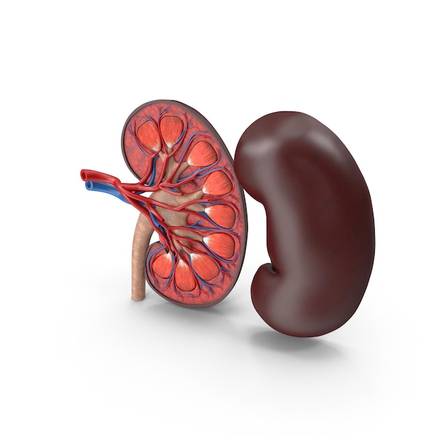 anatomy of a human kidney