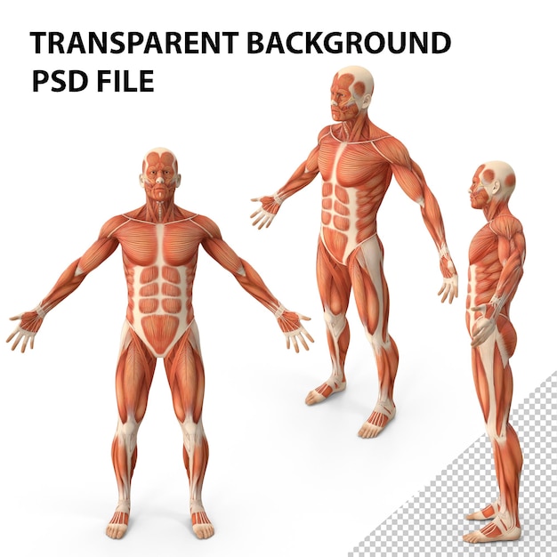 PSD anatomia del sistema muscolare maschile png