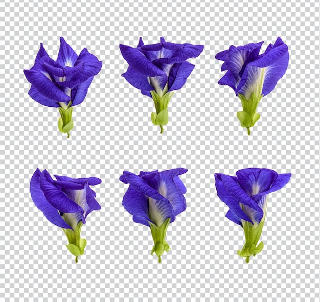 PSD アンチャンの花はプレミアムpsdを分離しました