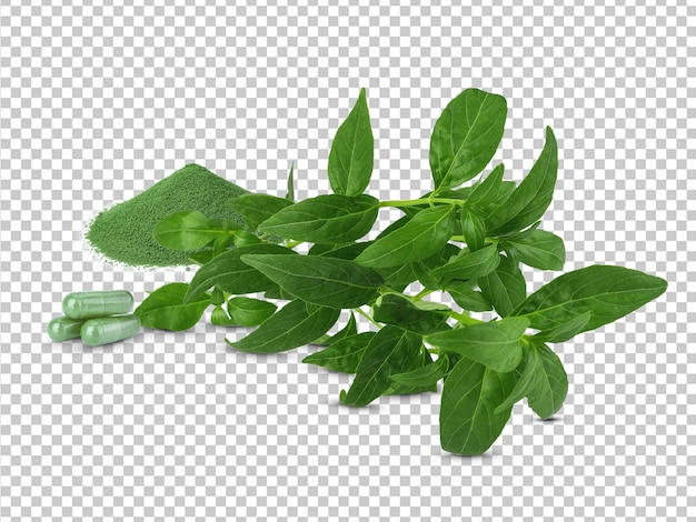 PSD andrographis paniculata plant on white background