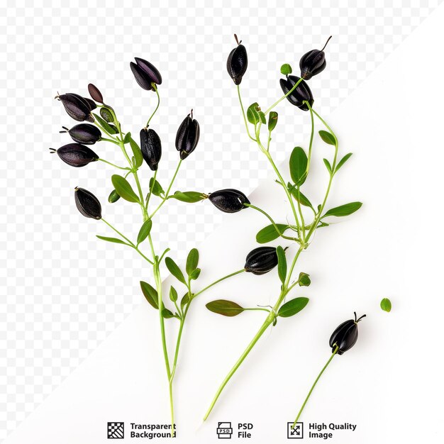 Andrographis paniculata seeds on white isolated background