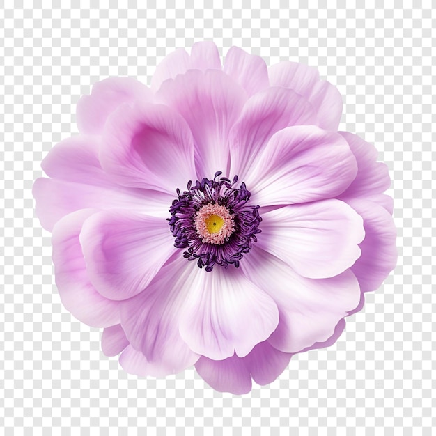 Anemone png isolated on transparent background