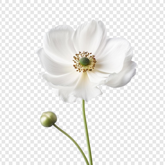 PSD anemone png isolated on transparent background