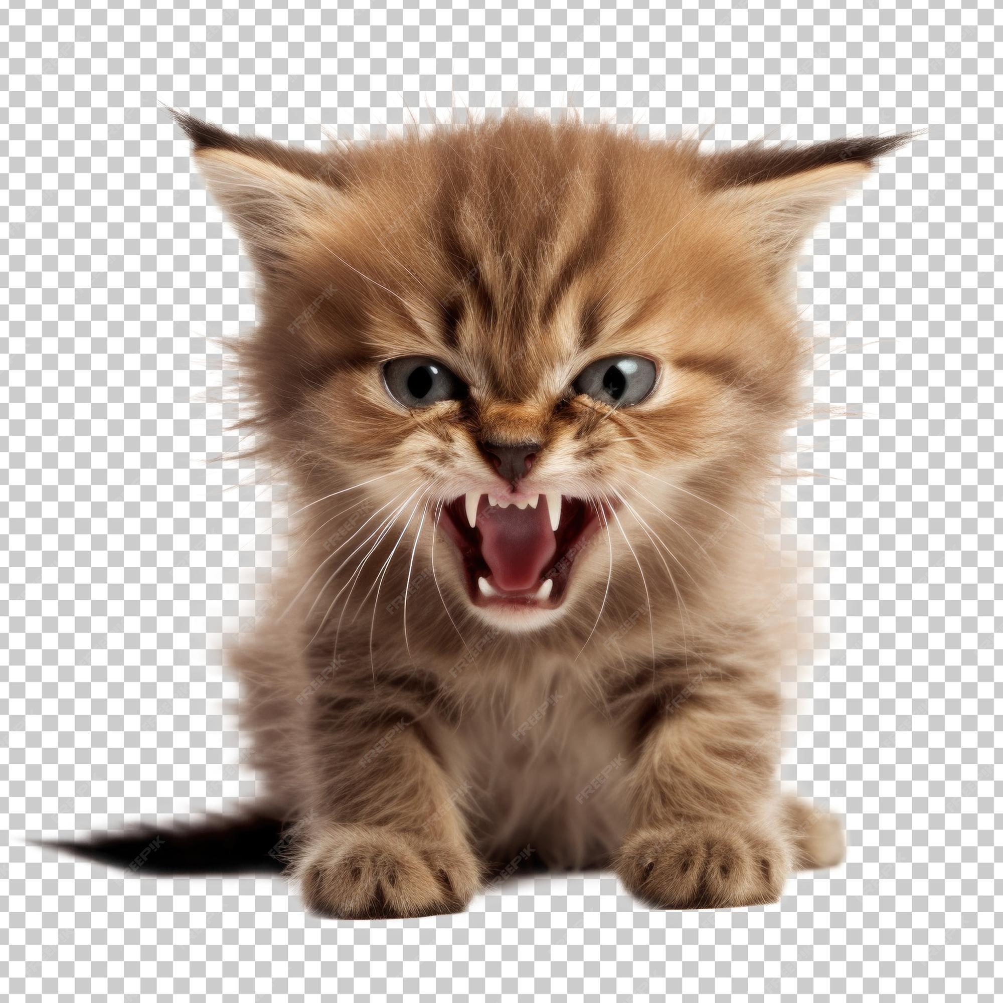 Angry kitten Stock Photos, Royalty Free Angry kitten Images