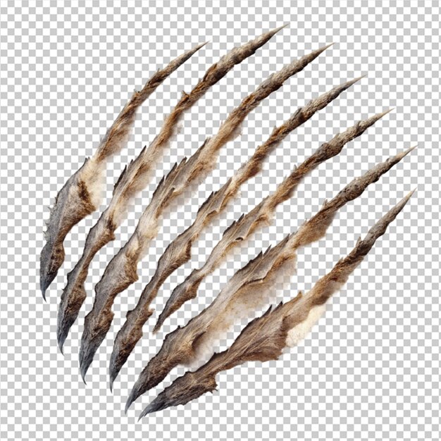 PSD animal claw scratches on transparent background