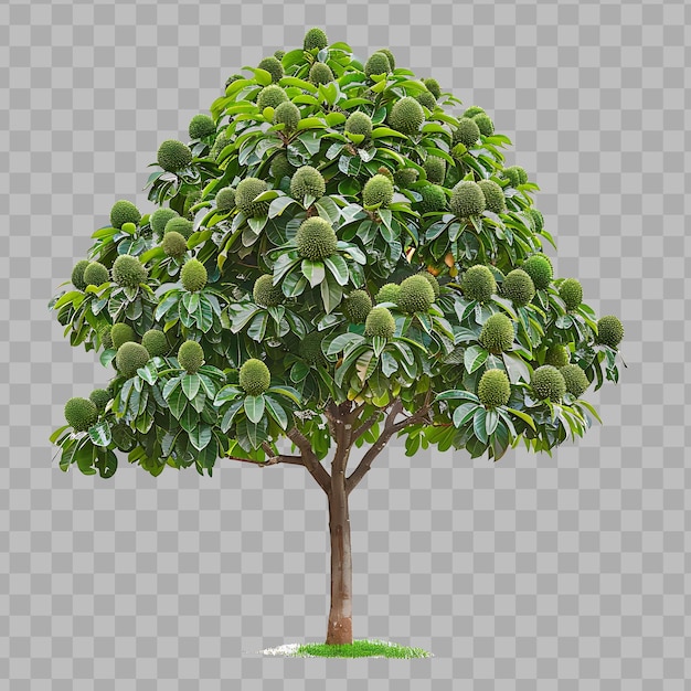 PSD annona muricata with broad spreading canopy medium sized tre isolated clipart png psd no bg