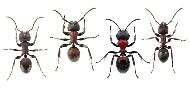 PSD ant cutout