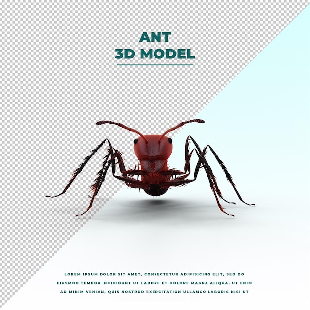 Ant isolated model