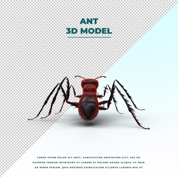 Ant isolated model