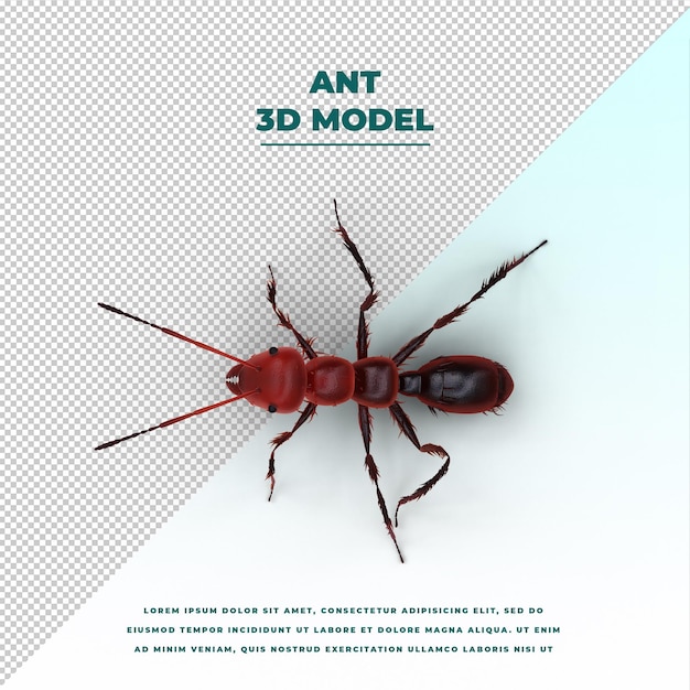 Ant Isolated Model