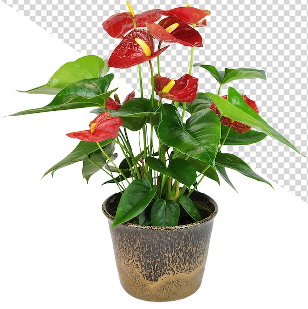 PSD anthurium flower png