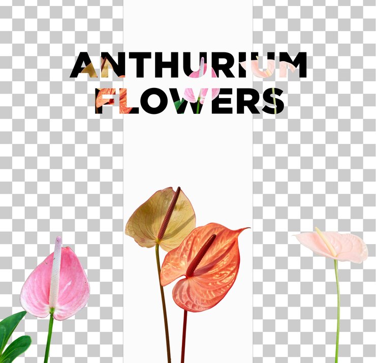 PSD anthurium flowers png 在一个 psd 中