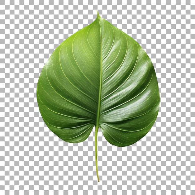 PSD anthurium leaf on transparent background