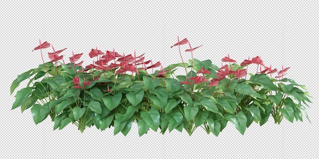 Pianta di anthurium nel rendering 3d isolata