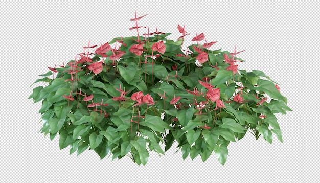 Anthurium plant in 3d-rendering geïsoleerd