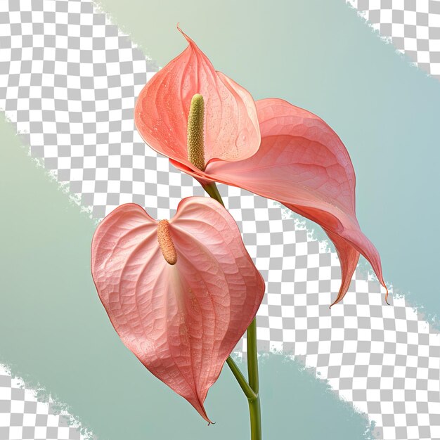 PSD anthurium spice fioritura tropicale