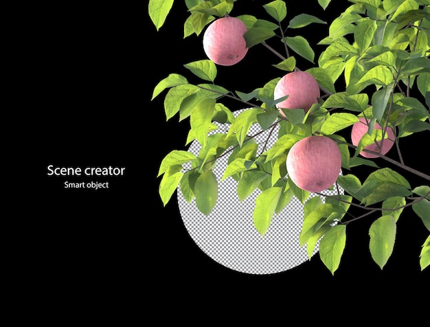 Apple tree and  apple branch isolated rendering