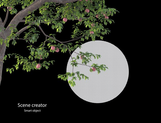 Apple tree and  apple branch isolated rendering