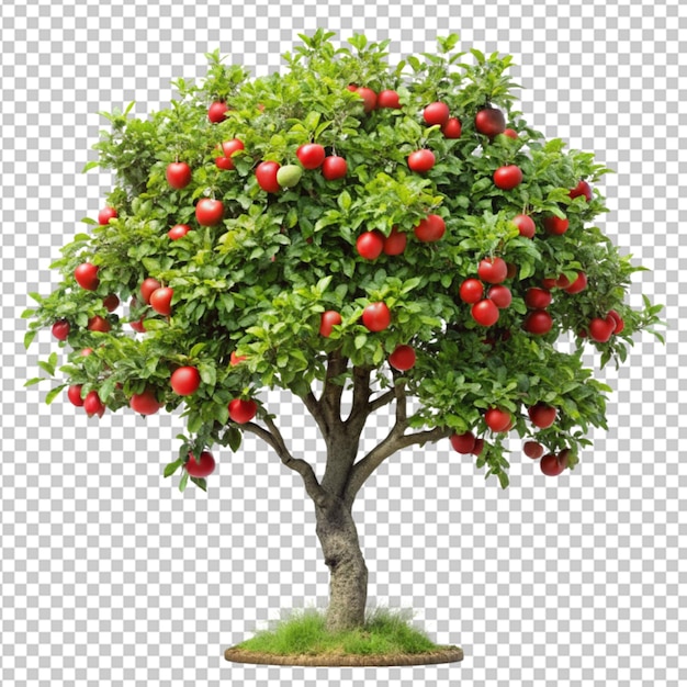 PSD apple tree on transparent background