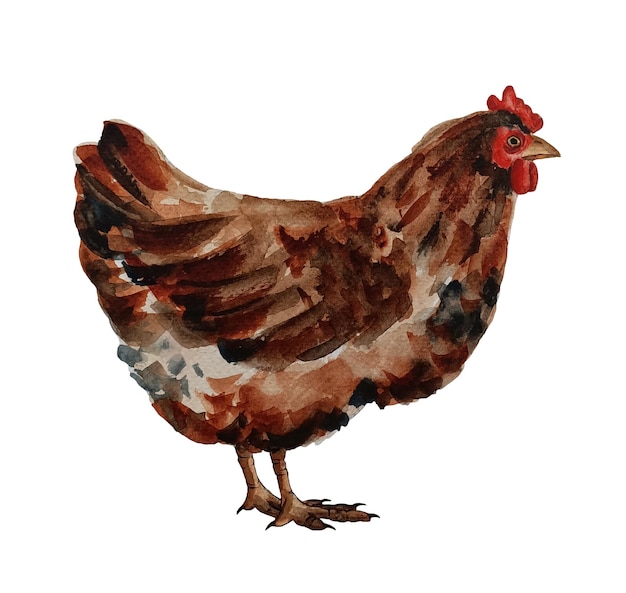 PSD aquarel binnenlandse bruine kip geïsoleerd op een witte achtergrond