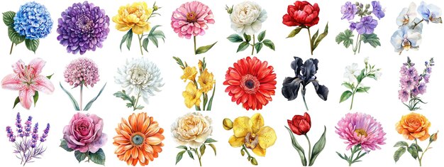 Aquarel bloemen set geïsoleerde achtergrond verschillende bloemen collectie scherpe randen