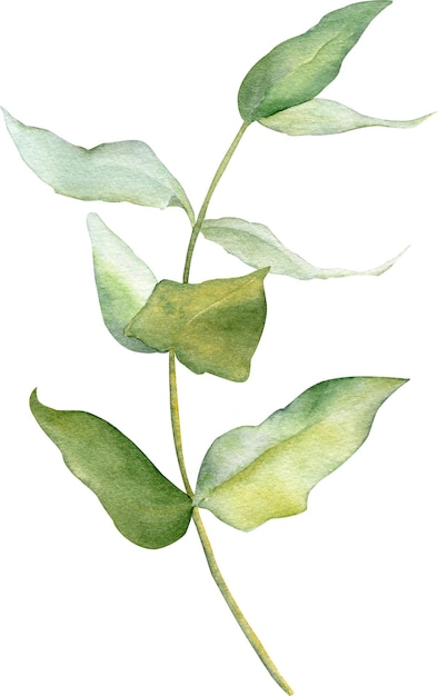 PSD aquarel eucalyptus tak botanische illustratie