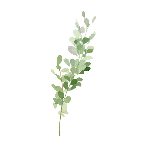 Aquarel frisse kruiden geïsoleerde keuken kruiden illustratie