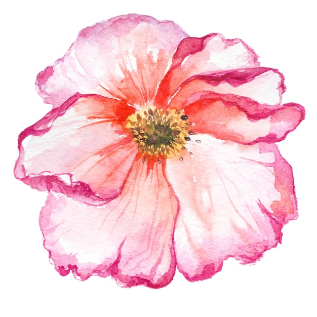 Aquarel geschilderd poppy bloem Hand getrokken bloem ontwerpelementen geïsoleerd op een witte achtergrond