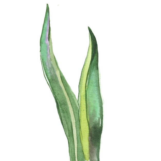 Aquarel geschilderd tulpen Hand getrokken 8 maart vakantie ontwerpelementen geïsoleerd op een witte achtergrond