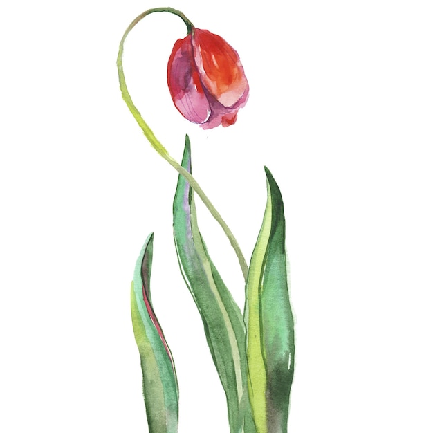 PSD aquarel geschilderd tulpen hand getrokken 8 maart vakantie ontwerpelementen geïsoleerd op een witte achtergrond