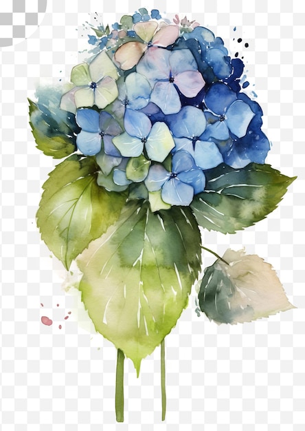 PSD aquarel hortensia schilderij op een transparante achtergrond png download - png download