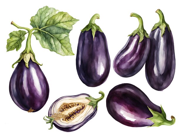 Aquarel illustratieset met aubergine