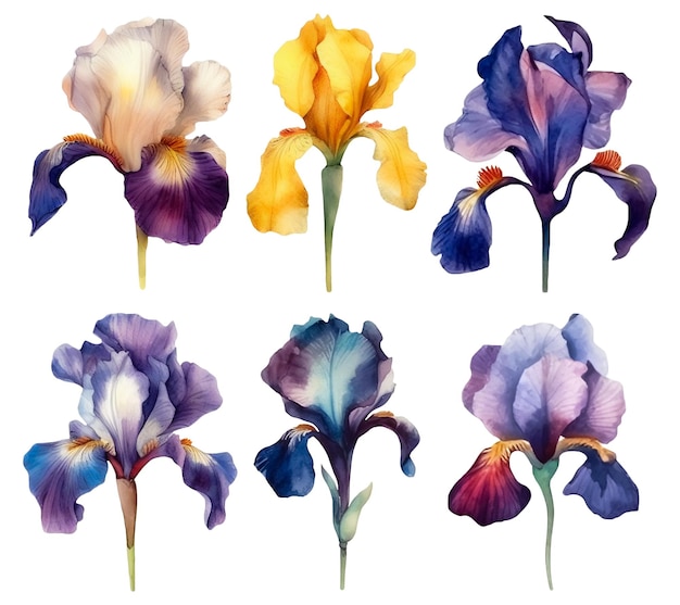 PSD aquarel iris bloem set kleurrijk