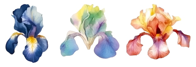 PSD aquarel iris bloemen instellen kleurrijk