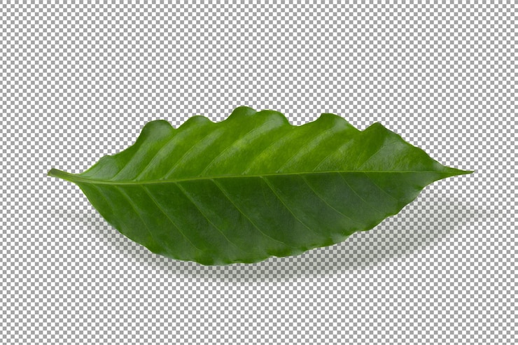 PSD arabica koffieblad geïsoleerd op alpha background